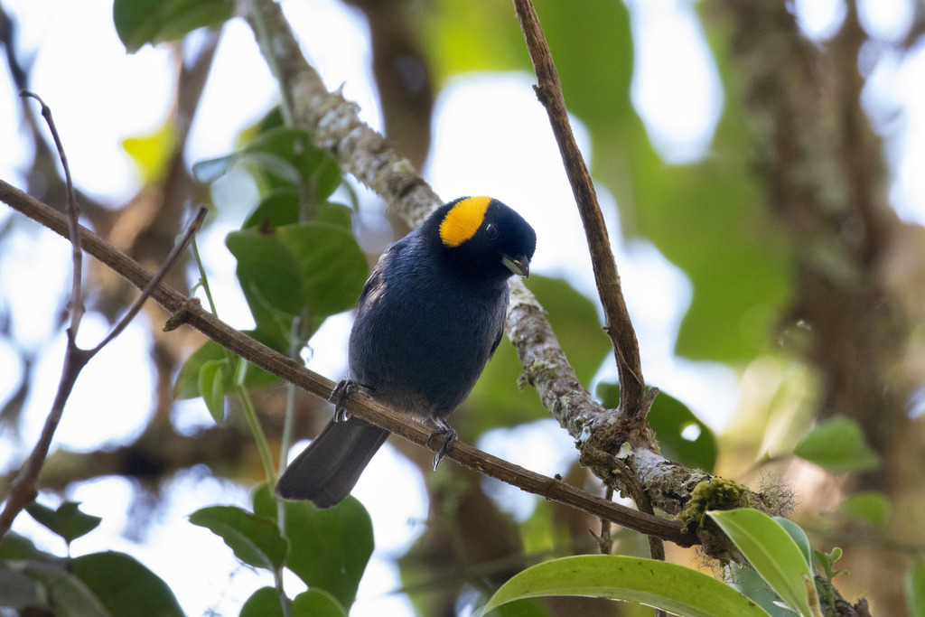 Yellow-scarfed Tanager