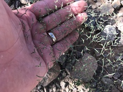 Euphorbia gracillima