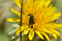 Astylus bourgeoisi
