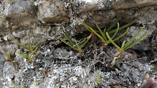 Angraecum rutenbergianum, photograph 4