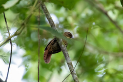 Syndactyla rufosuperciliata