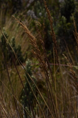 Sorghastrum
