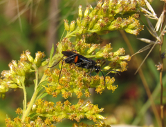 Ceropales bipunctata