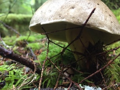 Caloboletus conifericola