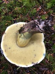 Caloboletus conifericola