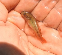 Hypseleotris galii