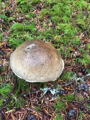 Caloboletus conifericola