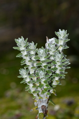 Lasiocephalus ovatus