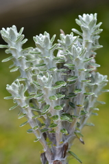 Lasiocephalus ovatus