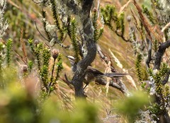 Leptasthenura andicola