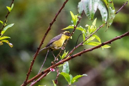 Tricolored Brushfinch