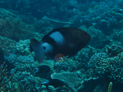 Gracila albomarginata