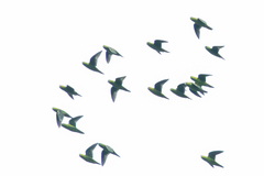 Bolborhynchus lineola