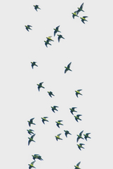 Bolborhynchus lineola