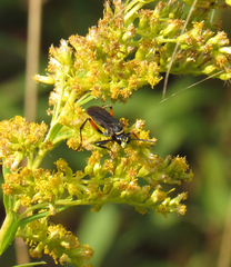 Ceropales bipunctata