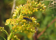 Ceropales bipunctata