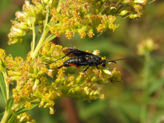 Ceropales bipunctata