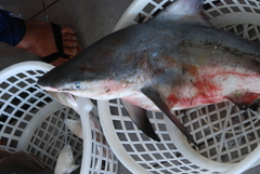 Carcharhinus amboinensis