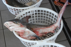 Carcharhinus amboinensis
