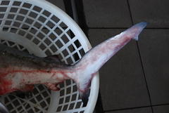 Carcharhinus amboinensis