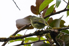 Zimmerius viridiflavus