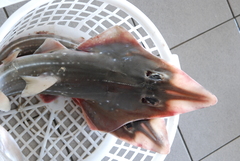 Taiwanese Wedgefish photo 3