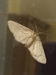Blepharomastix ranalis