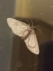 Blepharomastix ranalis