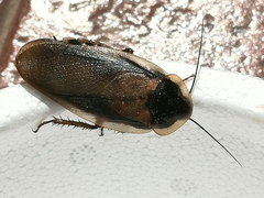Blaptica dubia
