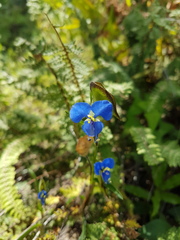 Commelina dianthifolia