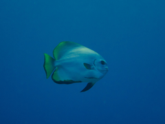 Platax boersii