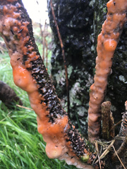 Fusicolla merismoides