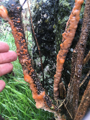 Fusicolla merismoides