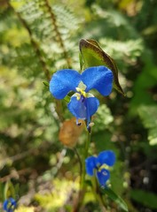 Commelina dianthifolia