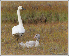 Cygnus columbianus columbianus