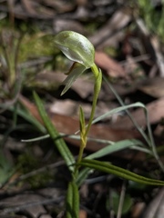 Pterostylis nutans