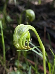Pterostylis nutans