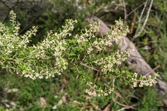 Pomaderris phylicifolia