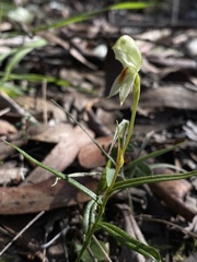 Pterostylis nutans