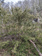 Pomaderris phylicifolia