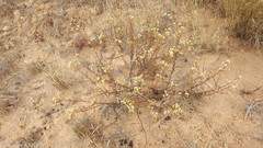 Helichrysum faradifani