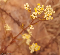 Helichrysum faradifani