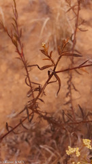 Helichrysum faradifani