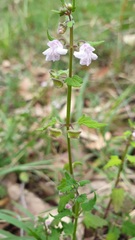 Scutellaria humilis