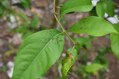 Syzygium polyanthum