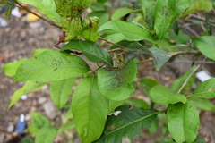 Syzygium polyanthum