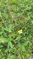 Tridax procumbens