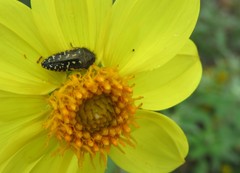 Acmaeodera flavopicta