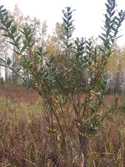 Salix cordata
