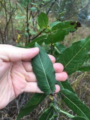 Salix cordata